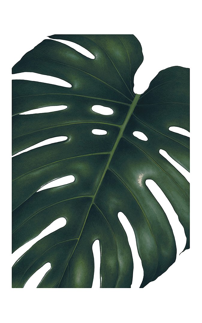 5e7d123c8af5e_HOJA MONSTERA 50x70-.jpg